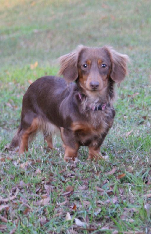 chocolate long haired miniature dachshund
